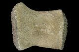 Fossil Pliosaur (Pliosaurus) Flipper Digit - England #136734-1